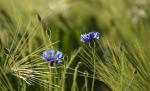 Kornblumen im Gegenlicht