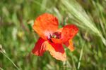 Mohn