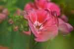 traumhafte Pelargonienblüte