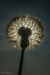 Pusteblume