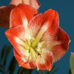 Amaryllis 3