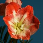 Amaryllis Beschnitt 1 neu