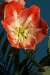 Amaryllis Beschnitt 2