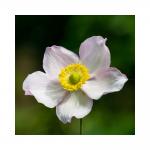 Herbst-Anemone