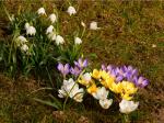 Krokusse und Märzenbecher in der Wiese