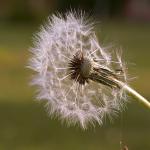 Pusteblume