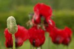 Mohn