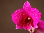 Orchidee