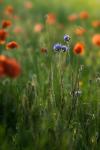 Jannik's Mohn