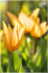 Tulpen lichtdurchflutet (2)