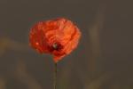 Mohn August 19