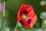 Roter Mohn