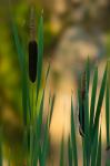 Rohrkolben (Typha latifolia)