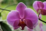 Orchidee (2)