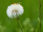 Pusteblume