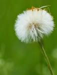 Pusteblume