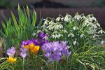 Schneeglöckchen+Krokusse