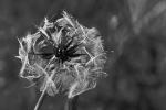 Pusteblume