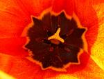 Tulpe 3