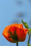 Mohn 6