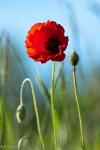 mohn