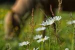 Margeriten-Wiese