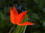 Tulpe (rot, Gegenlicht)