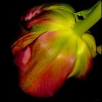 Tulpe I