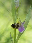 Ophrys apifera