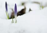 Frühling in Anmarsch