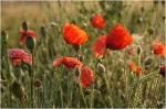 Mohn III