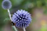 Blume mit Hummel