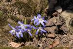 Kein Krokus eher Schneestolz