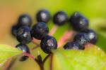 Beeren an Grün