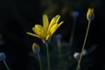 Abendlicht im Garten