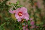 Hibiscus syriacus / Sony SAL7020028G