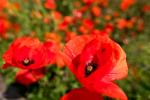 Klatschmohn im Garten