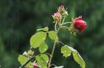 Rose im Regen