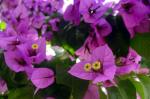 Bougainvillea