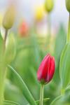 Tulpen und Bokeh...