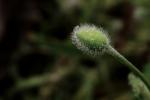 Mohn nach dem Regen