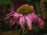 Ecchinacea