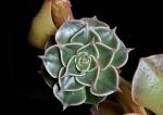 Echeveria Detail