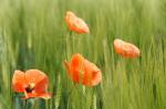 Mohn-1