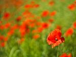 Mohn