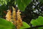 Hedychium gardnerianum