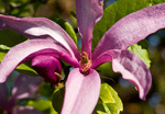 Flower in the sun