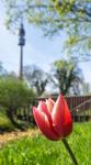 Flower Tower (Florianturm)