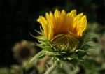 Sonnenblume (anderes Beispiel)