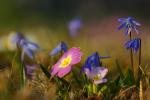 Frühling im Garten